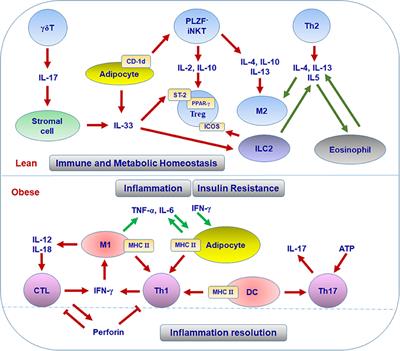 T Cells in Adipose Tissue: Critical Players in Immunometabolism